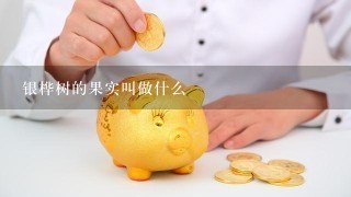 银桦树的果实叫做什么